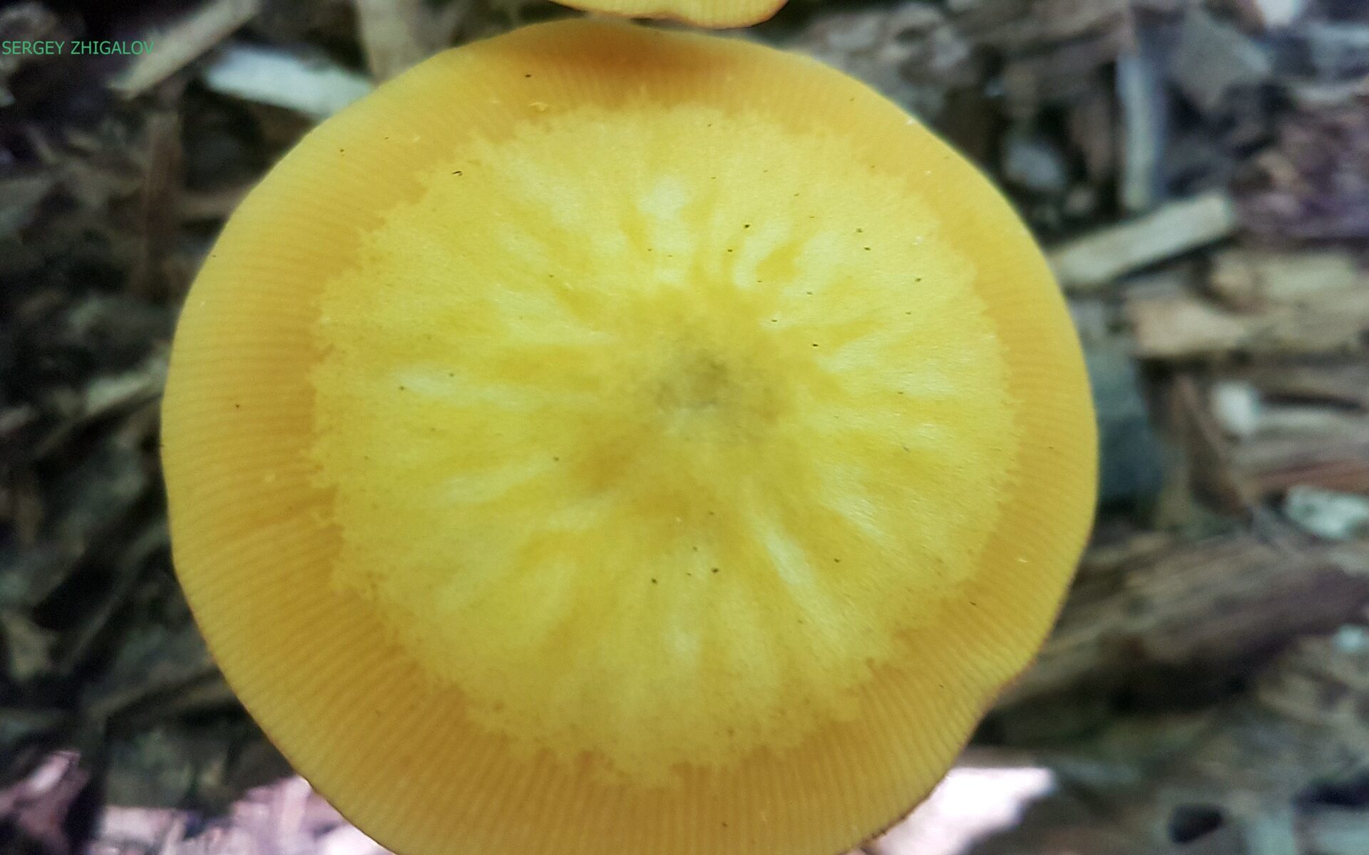 Плютей золотисто-окрашенный Pluteus chrysophaeus