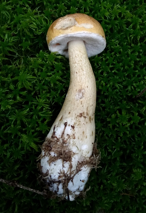 Жёлчный гриб Tylopilus felleus