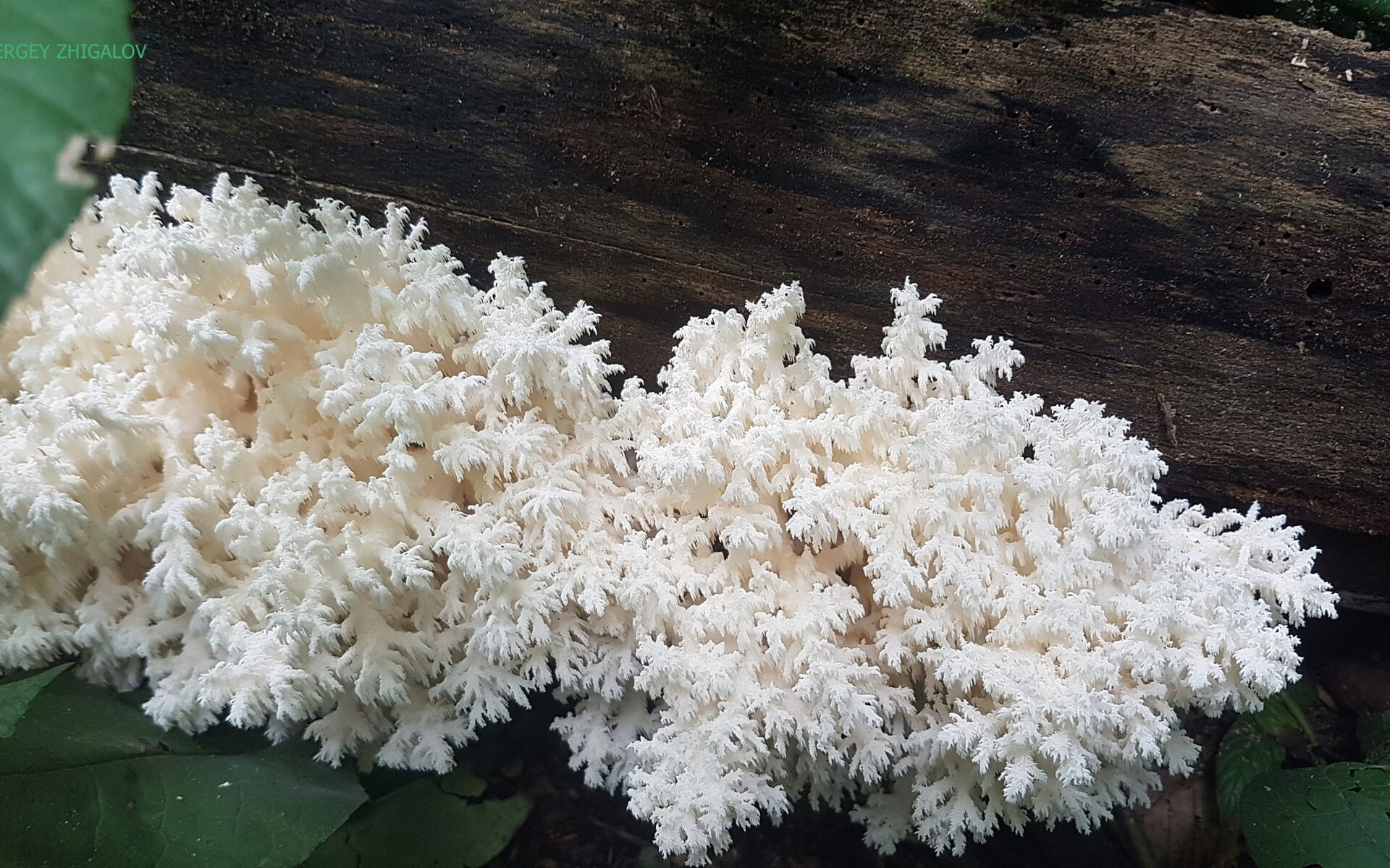 Ежовик коралловидный Hericium coralloides