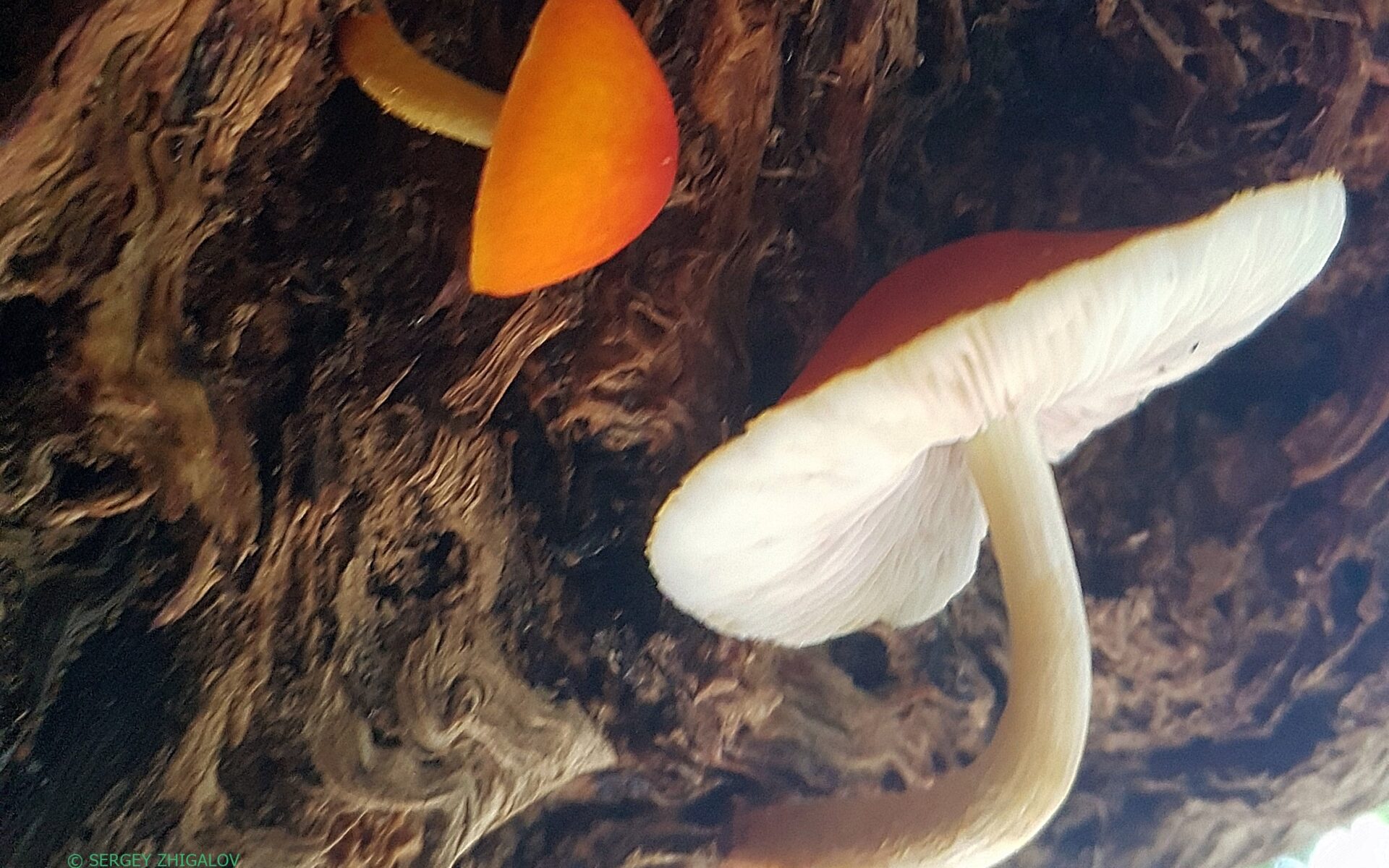 Плютей оранжевоморщинистый Pluteus aurantiorugosus