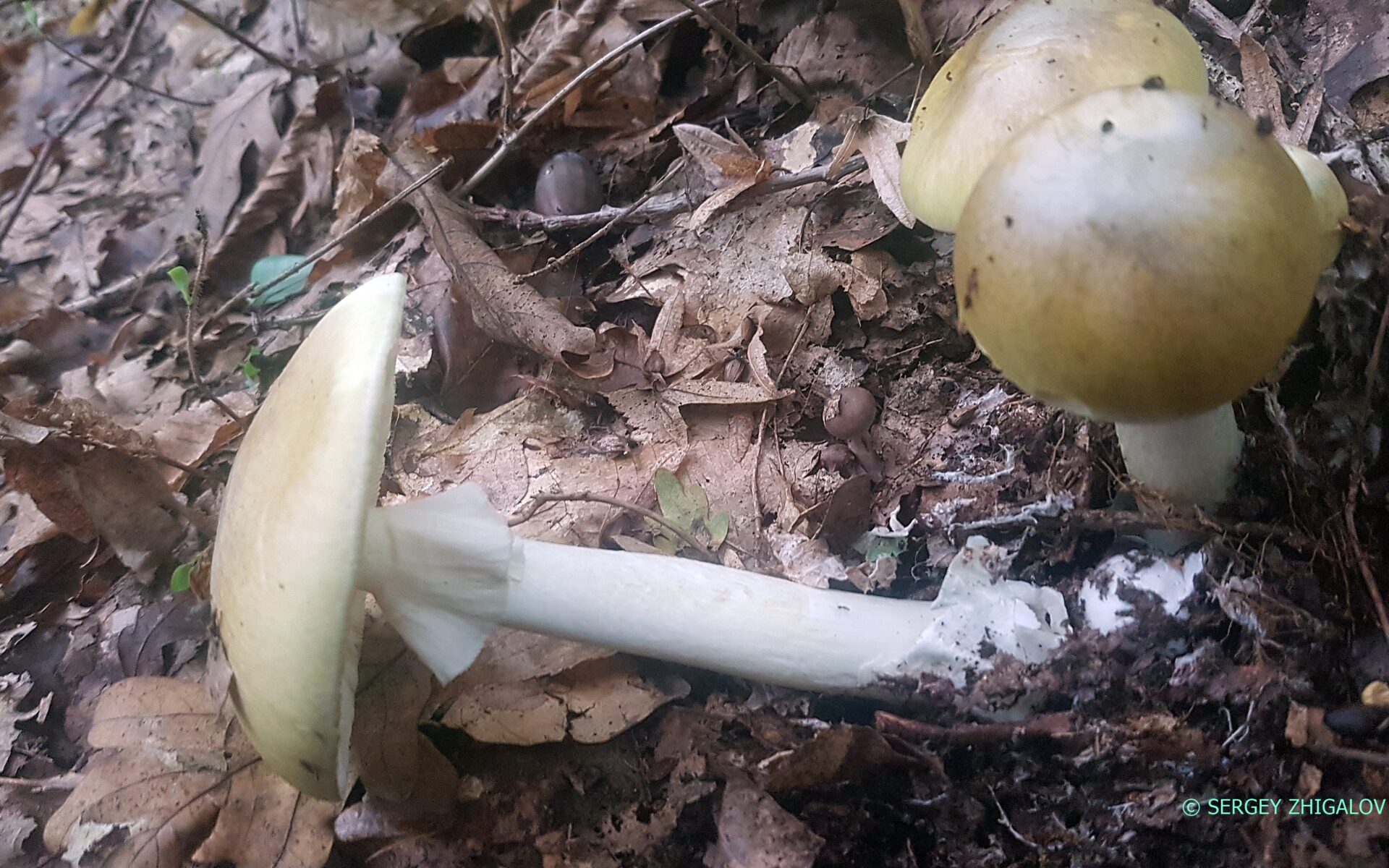 Бледная поганка Amanita phalloides