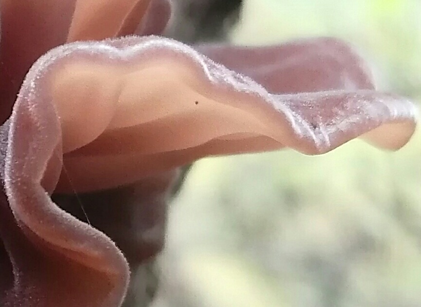 Аурикулярия уховидная (Иудино ухо) Auricularia auricula-judae