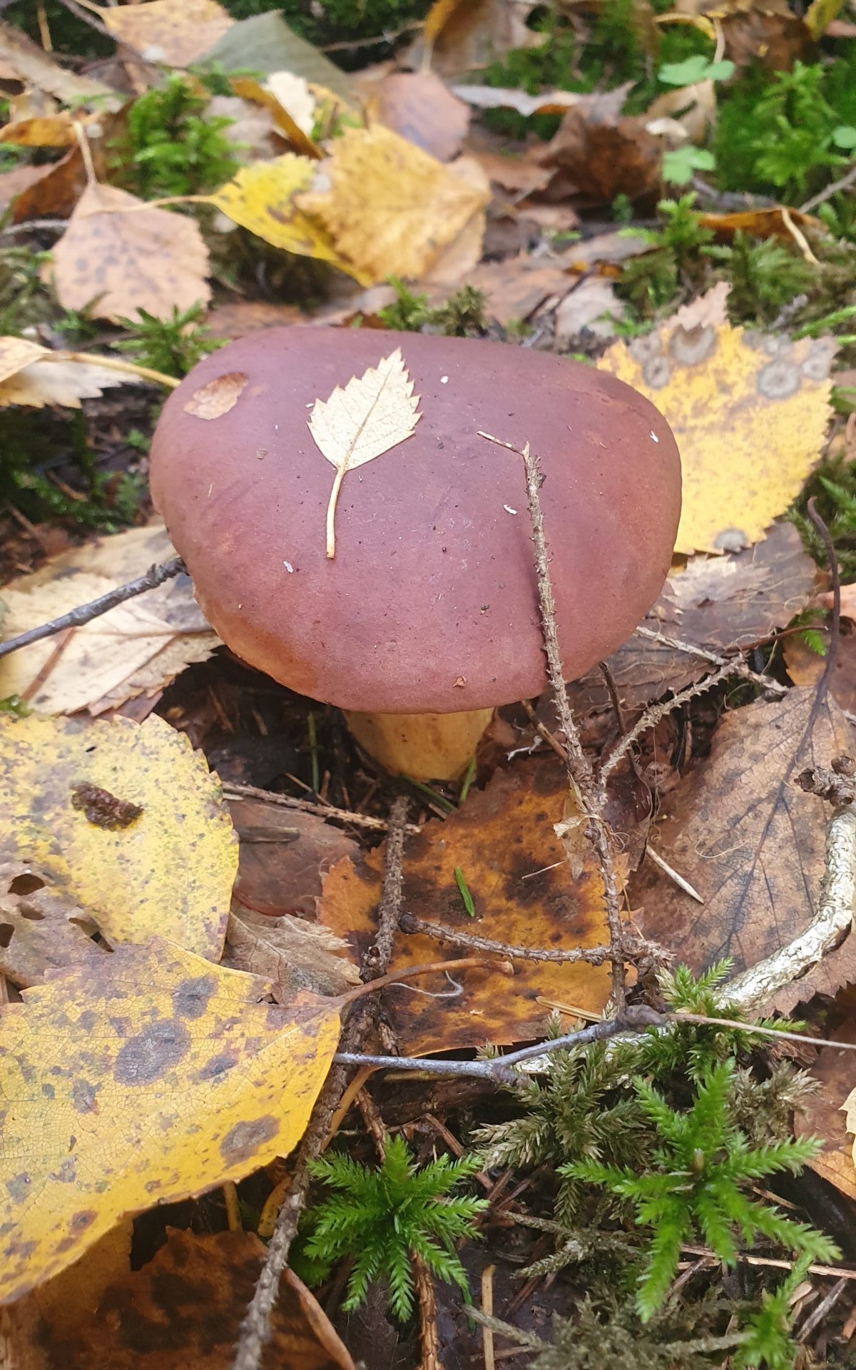 Польский гриб Imleria badia