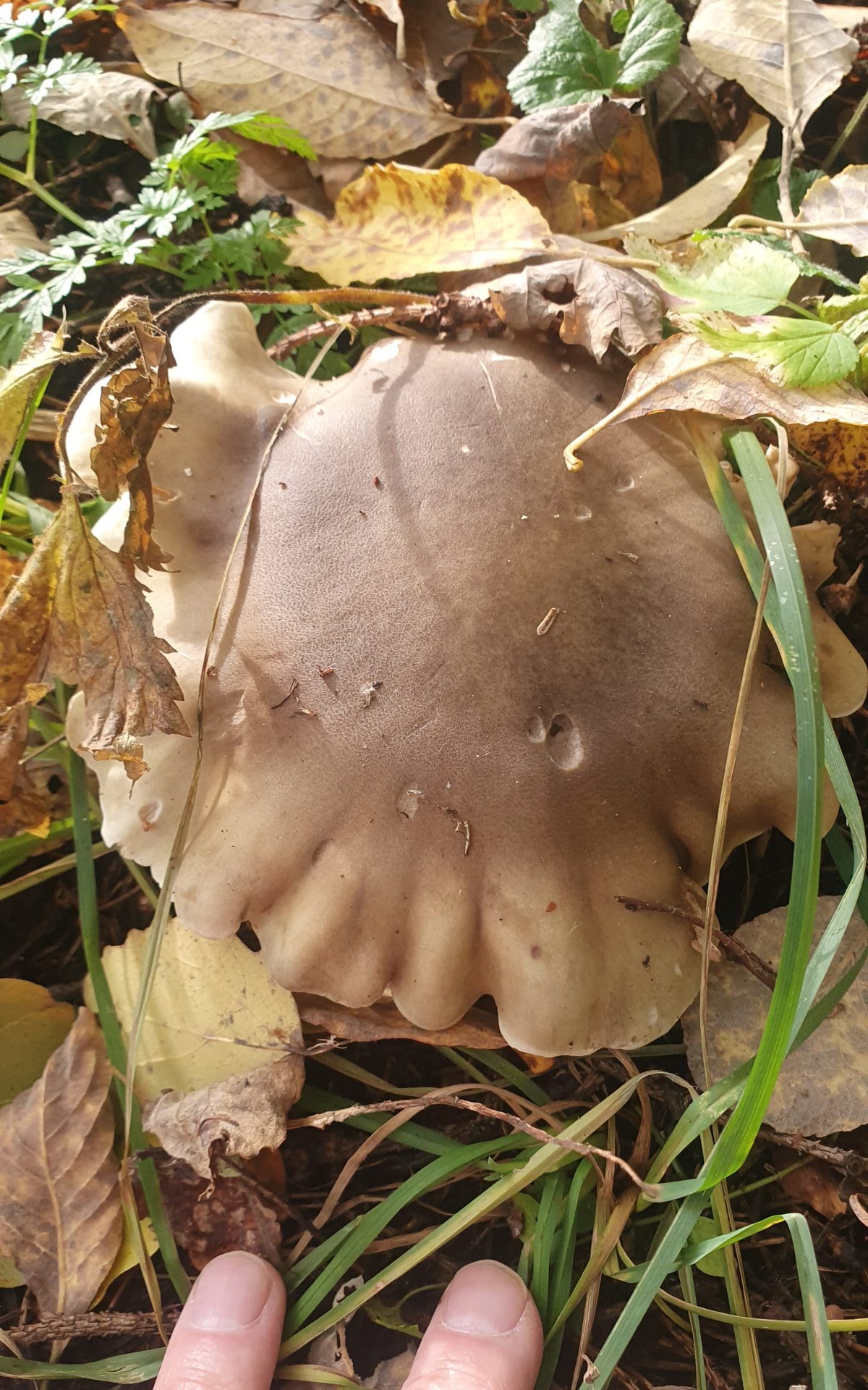 Рядовка мыльная Tricholoma saponaceum