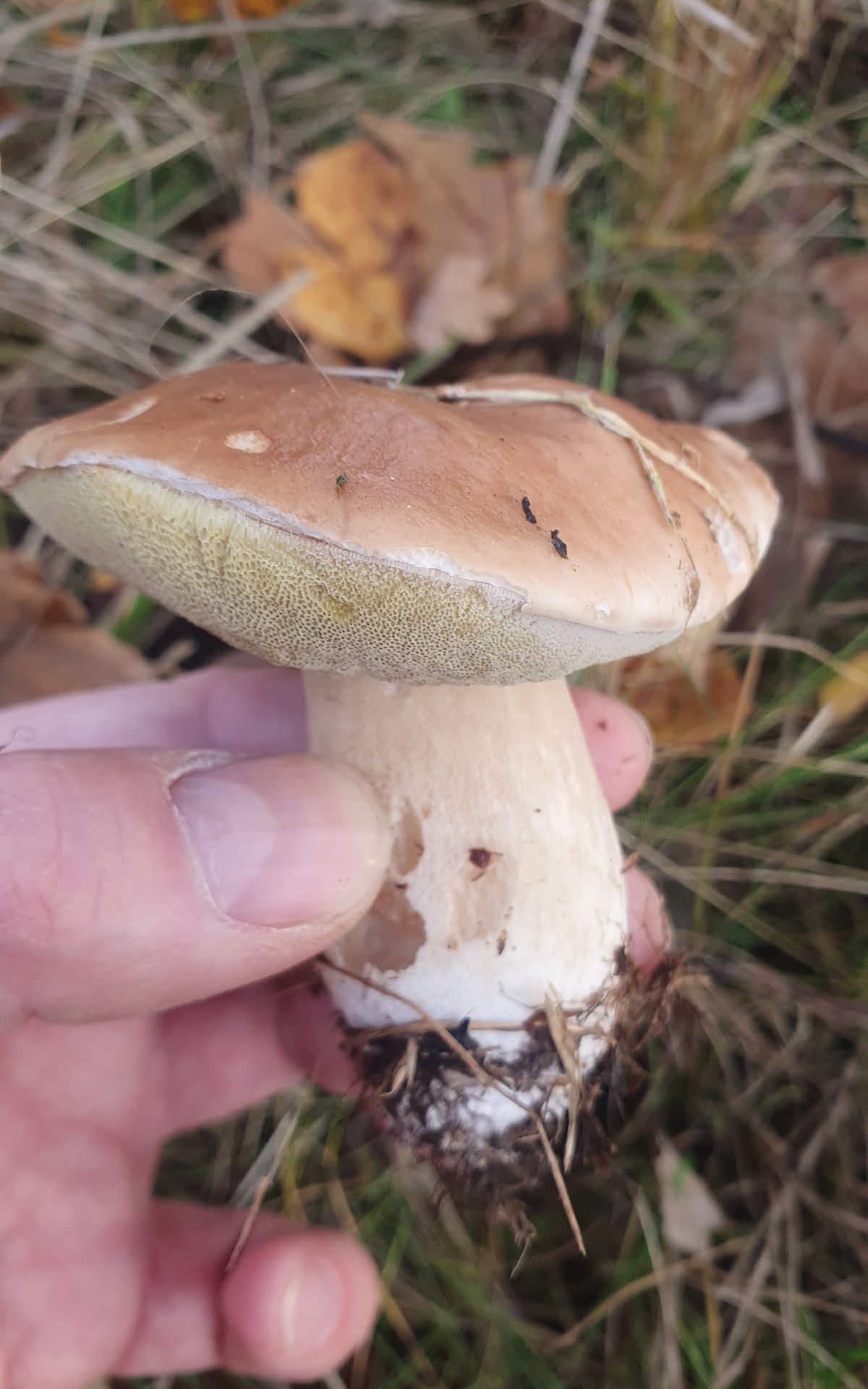Белый гриб Boletus edulis