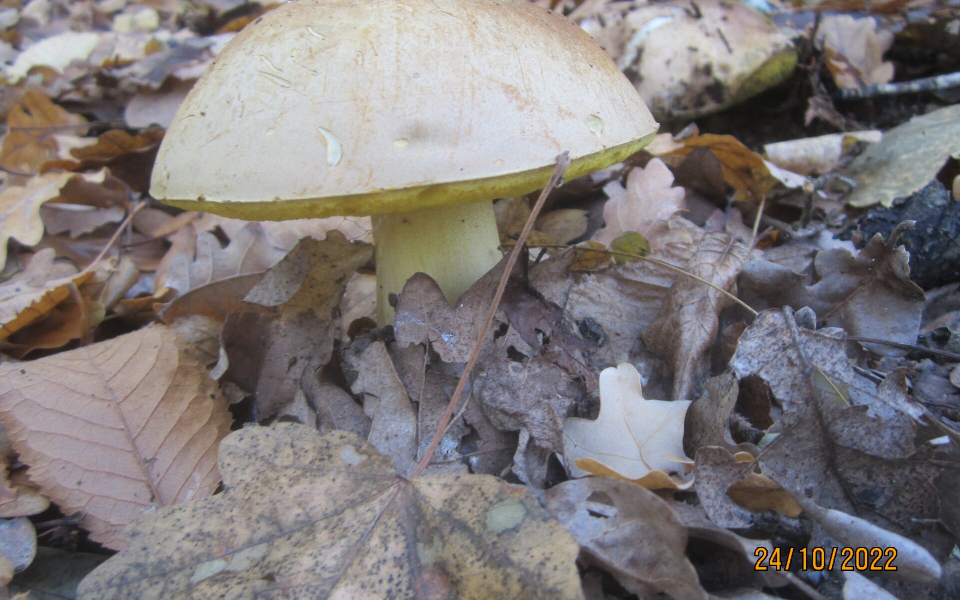 Полубелый гриб Hemileccinum impolitum