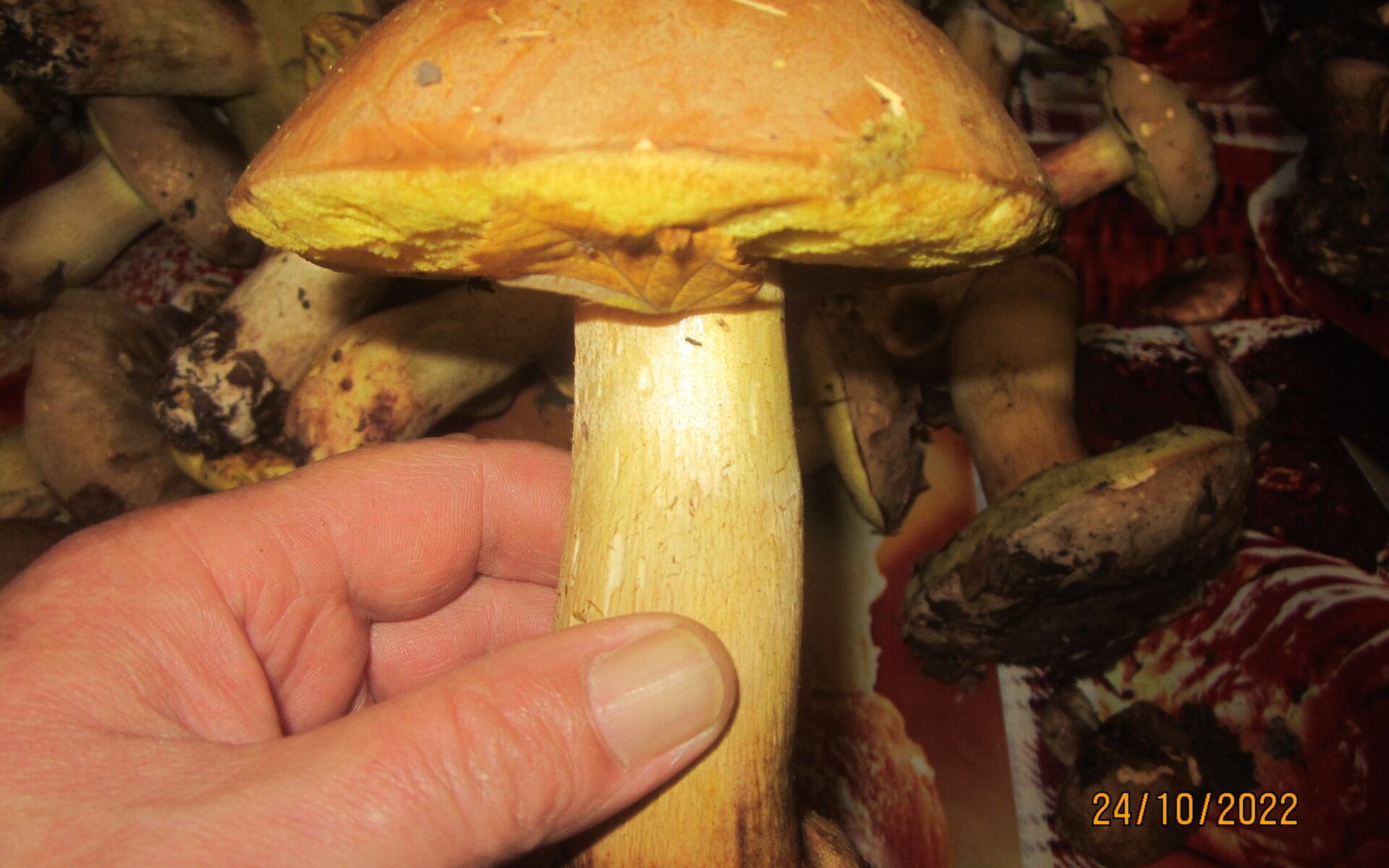 Полубелый гриб Hemileccinum impolitum