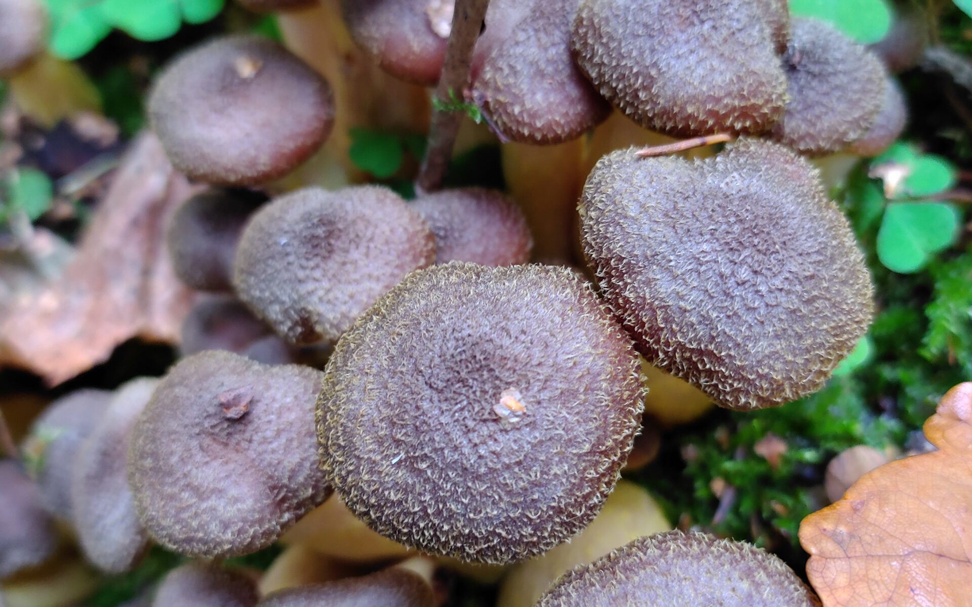 Опенок толстоногий Armillaria gallica