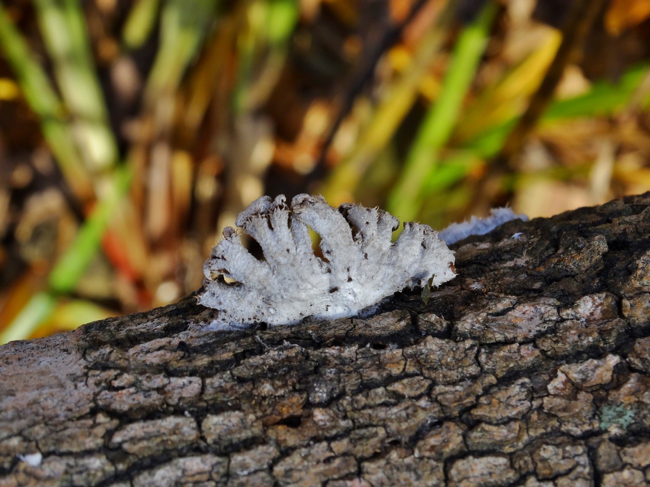 Щелелистник обыкновенный Schizophyllum commune