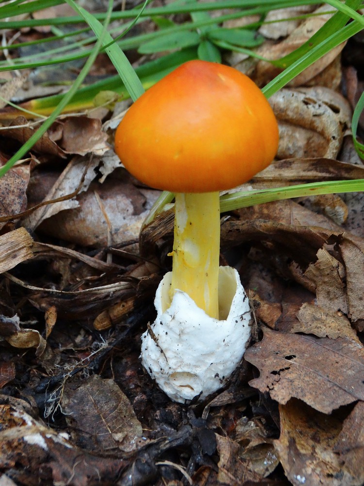 Цезарский гриб дальневосточный Amanita caesareoides
