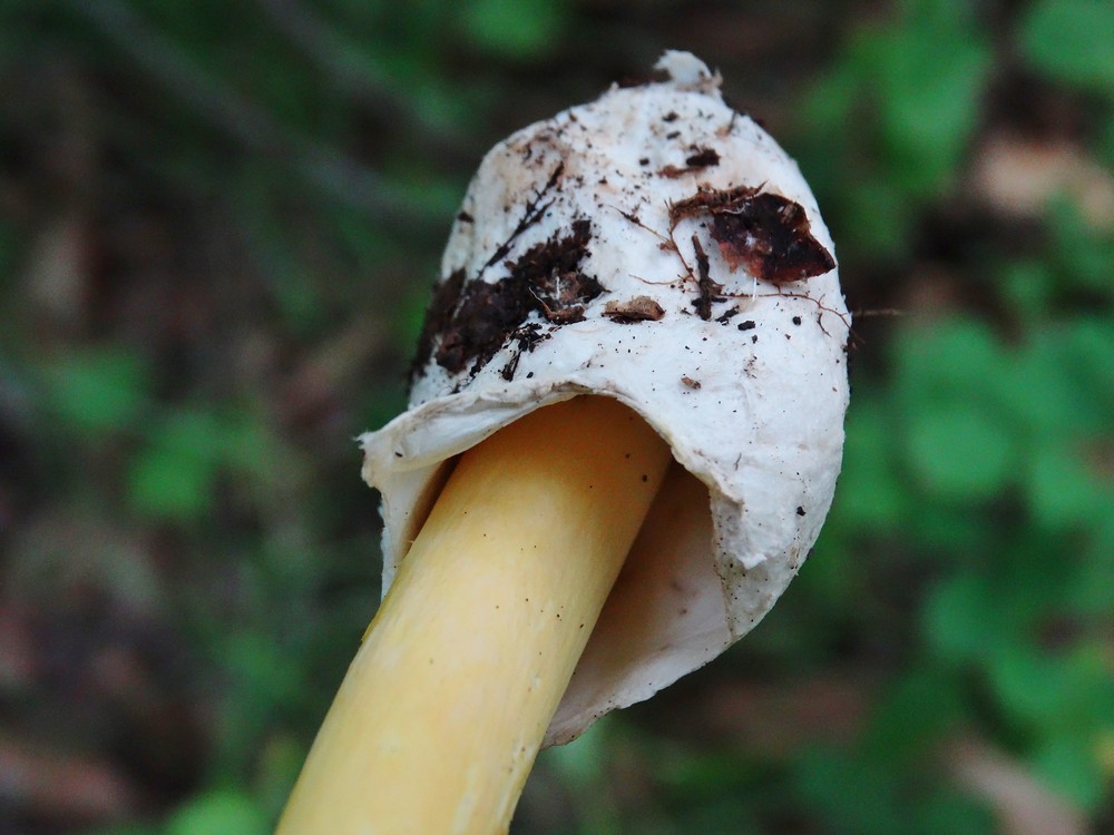Цезарский гриб дальневосточный Amanita caesareoides