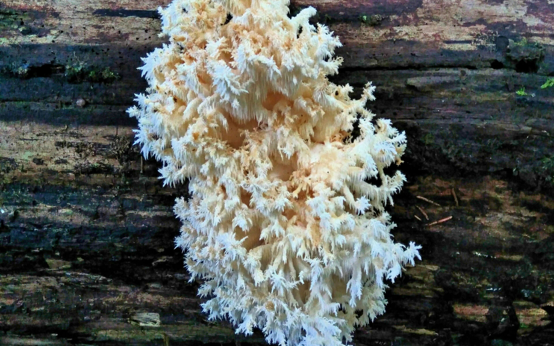 Ежовик коралловидный Hericium coralloides