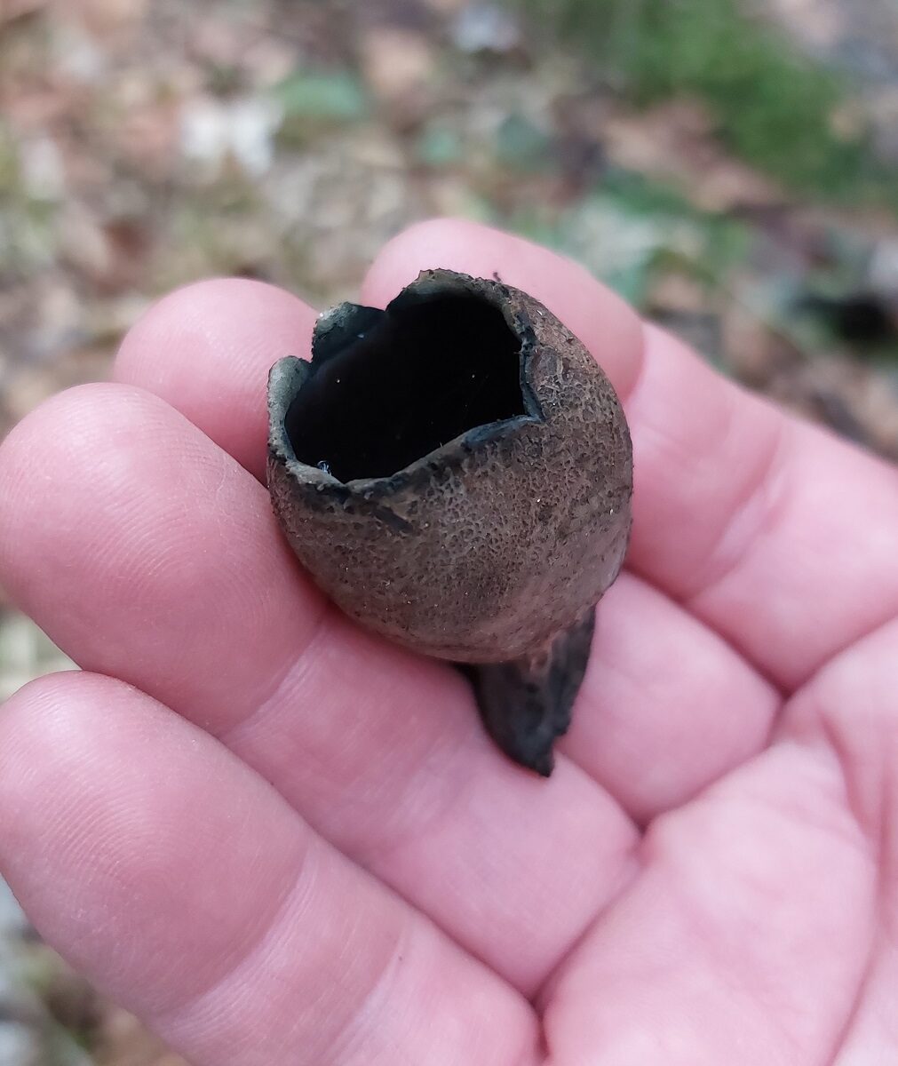 Урнула бокаловидная Urnula craterium