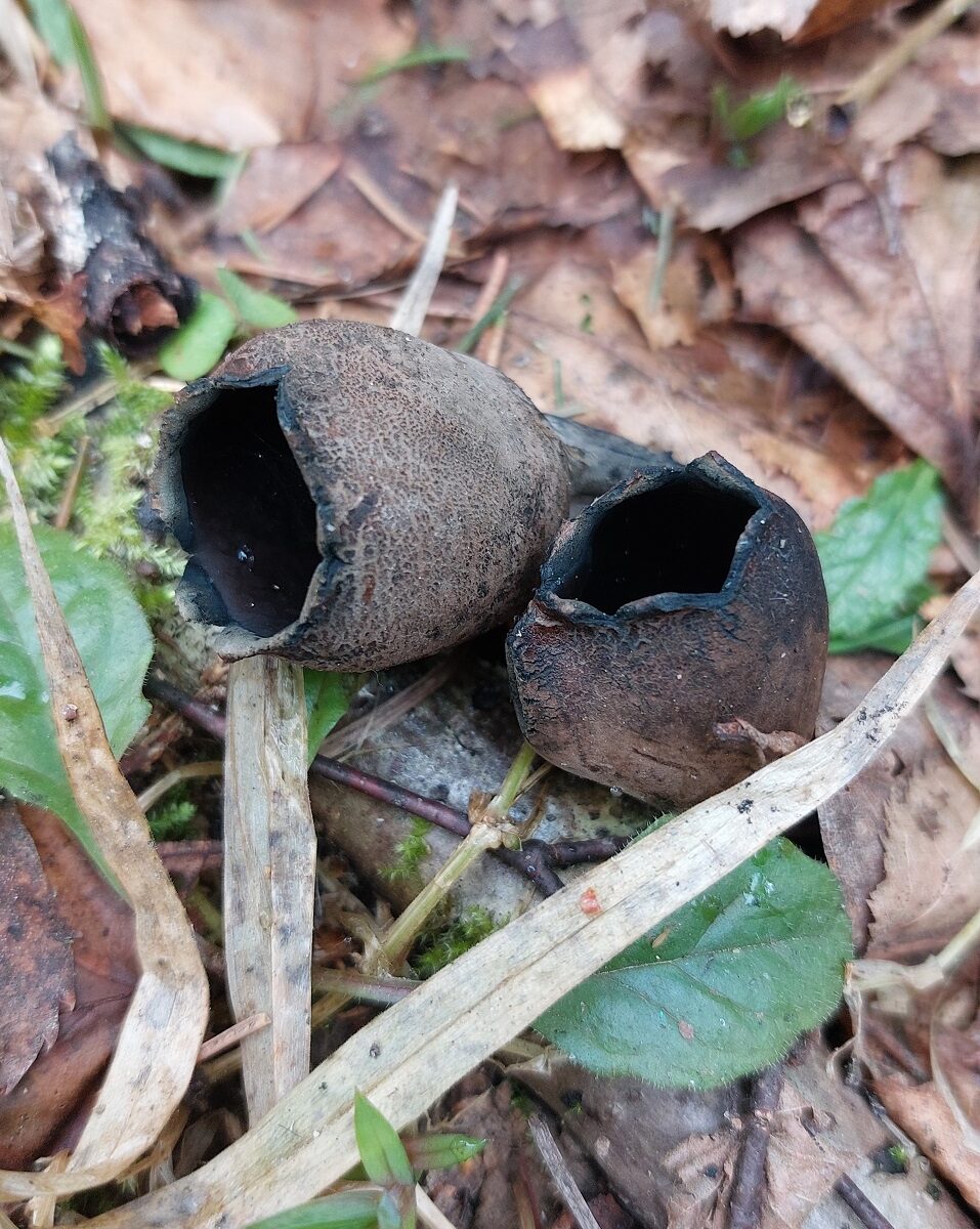 Урнула бокаловидная Urnula craterium