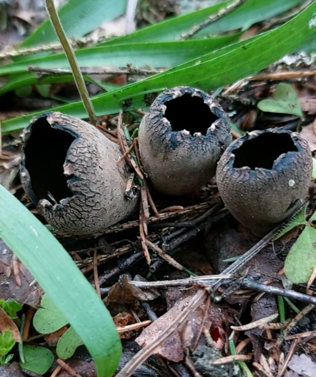 Урнула бокаловидная Urnula craterium