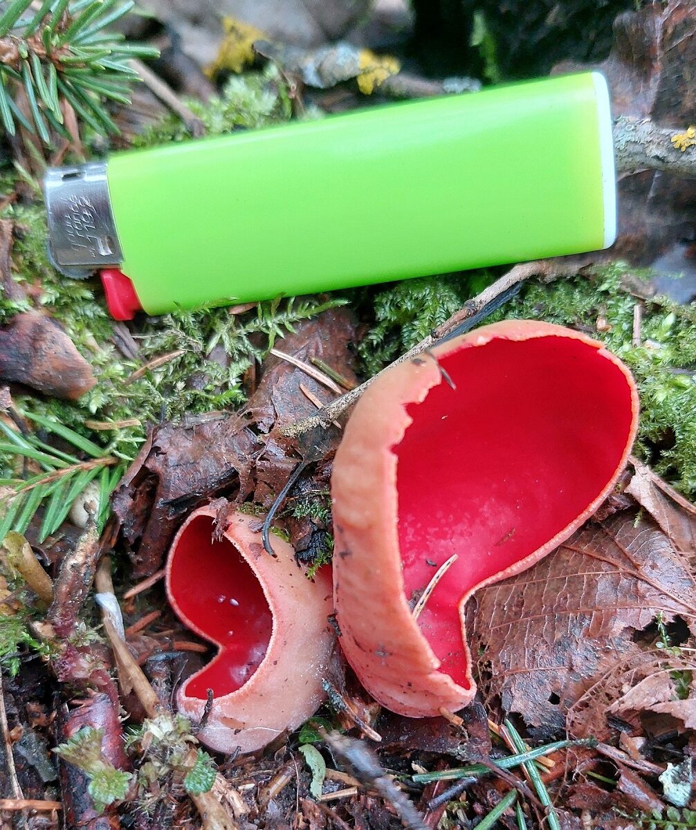 Саркосцифа австрийская Sarcoscypha austriaca