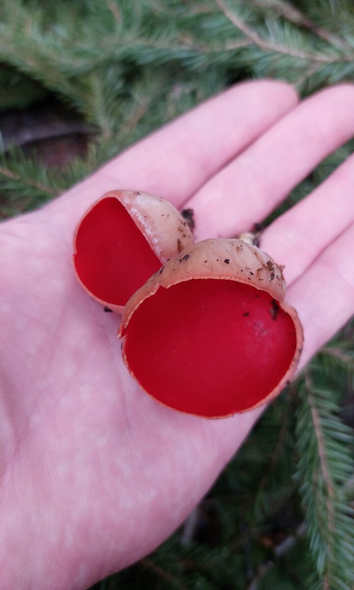 Саркосцифа австрийская Sarcoscypha austriaca