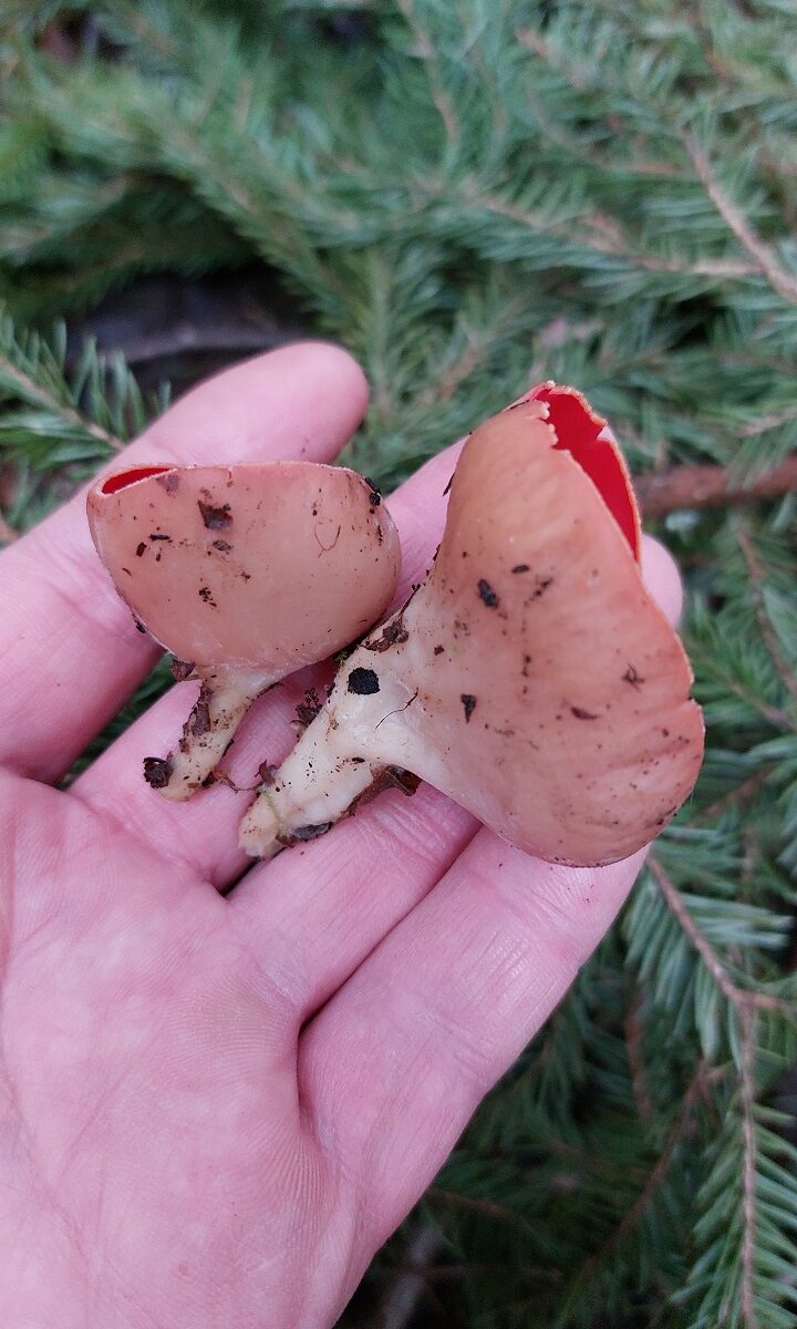 Саркосцифа австрийская Sarcoscypha austriaca