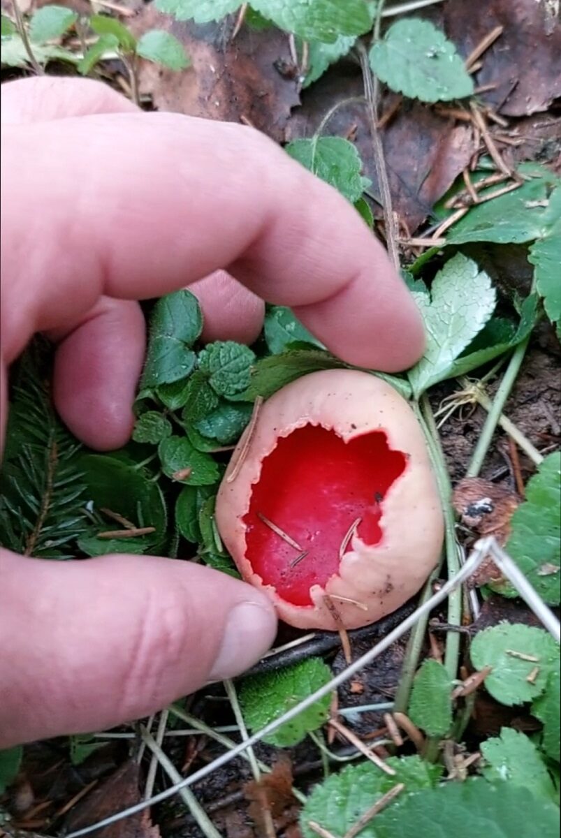 Саркосцифа австрийская Sarcoscypha austriaca