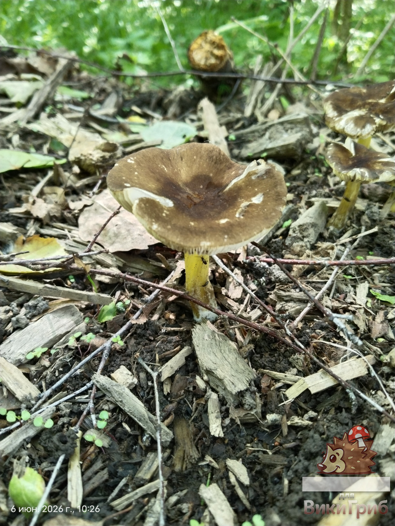 Плютей Ромелля Pluteus romellii