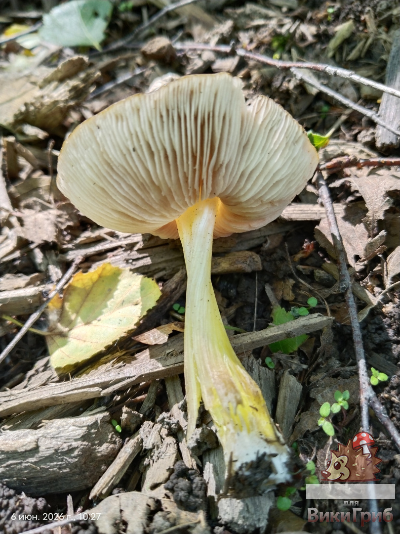 Плютей Ромелля Pluteus romellii