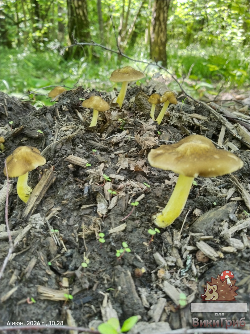 Плютей Ромелля Pluteus romellii