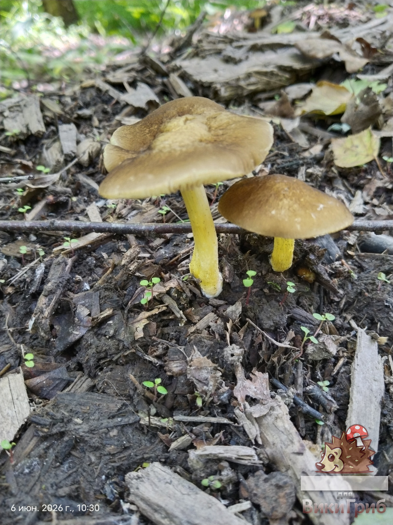 Плютей Ромелля Pluteus romellii