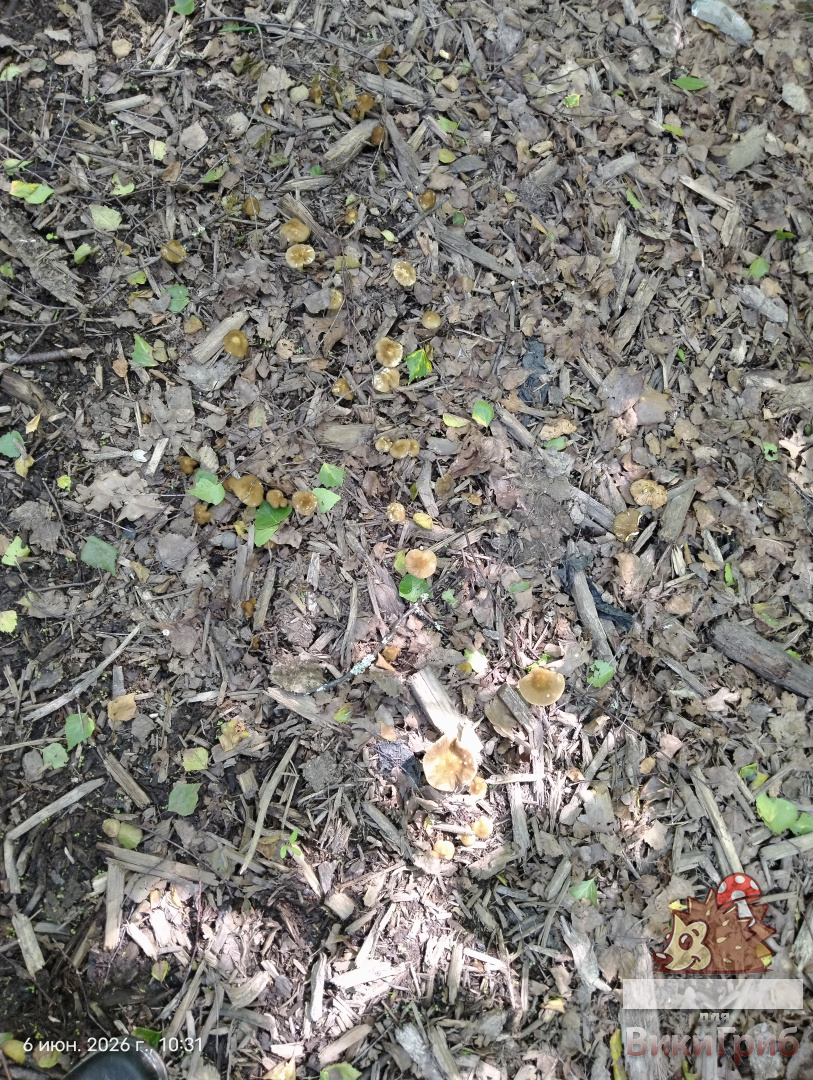 Плютей Ромелля Pluteus romellii