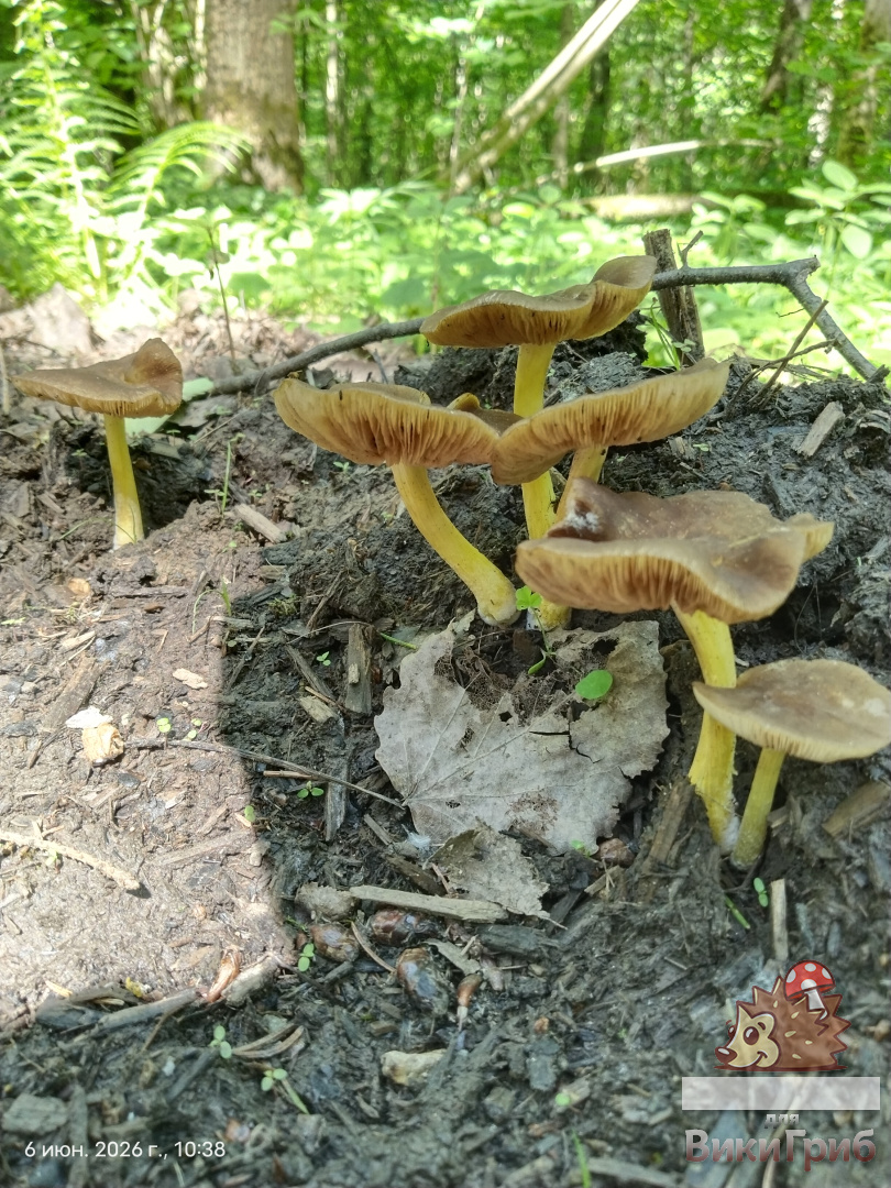 Плютей Ромелля Pluteus romellii