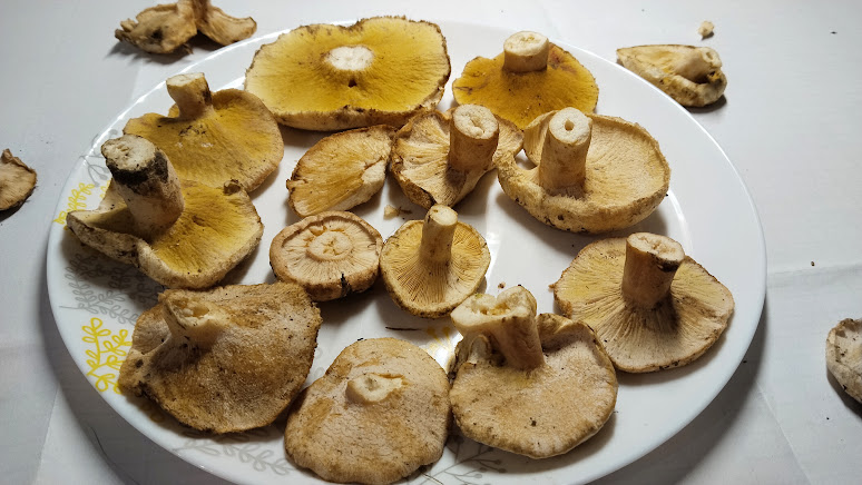 Гипомицес волнушковый Hypomyces torminosus