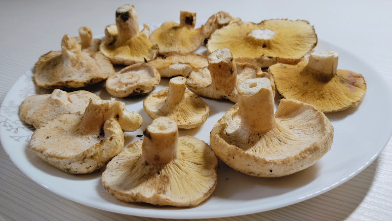 Гипомицес волнушковый Hypomyces torminosus