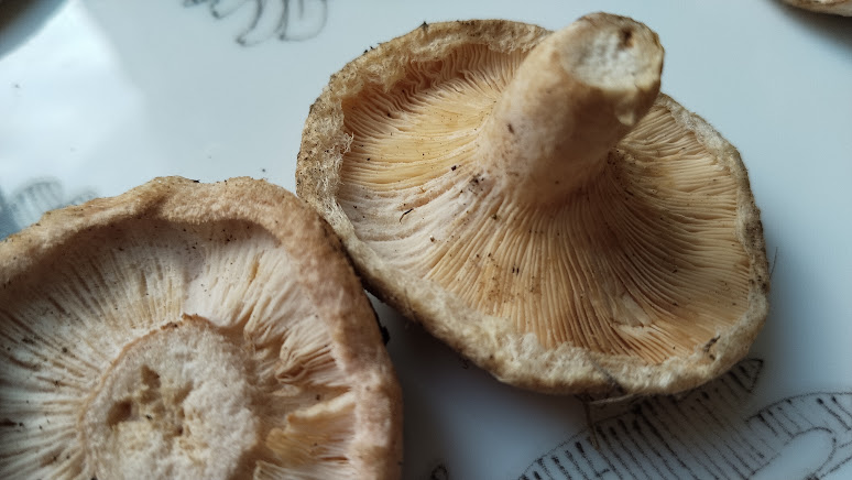 Гипомицес волнушковый Hypomyces torminosus