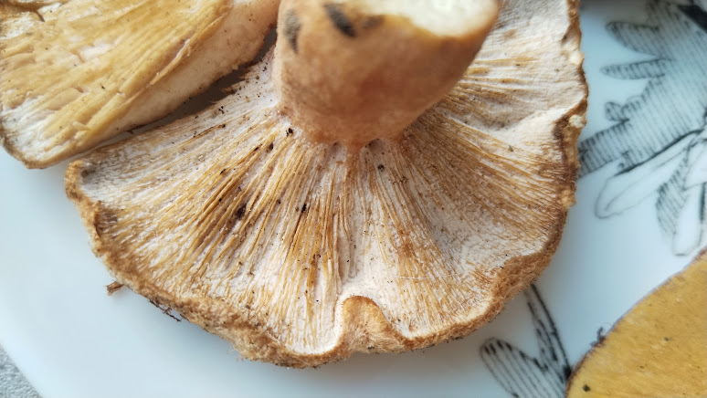 Гипомицес волнушковый Hypomyces torminosus