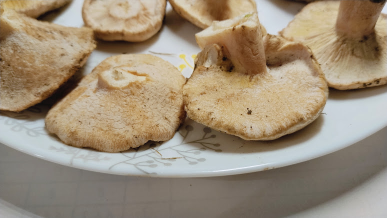 Гипомицес волнушковый Hypomyces torminosus