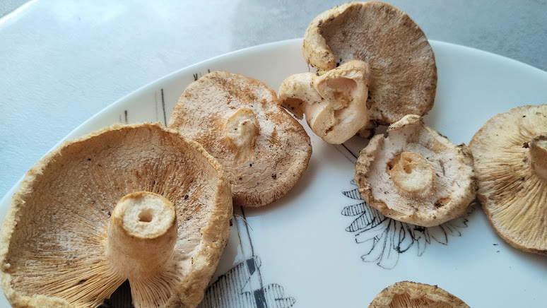 Гипомицес волнушковый Hypomyces torminosus