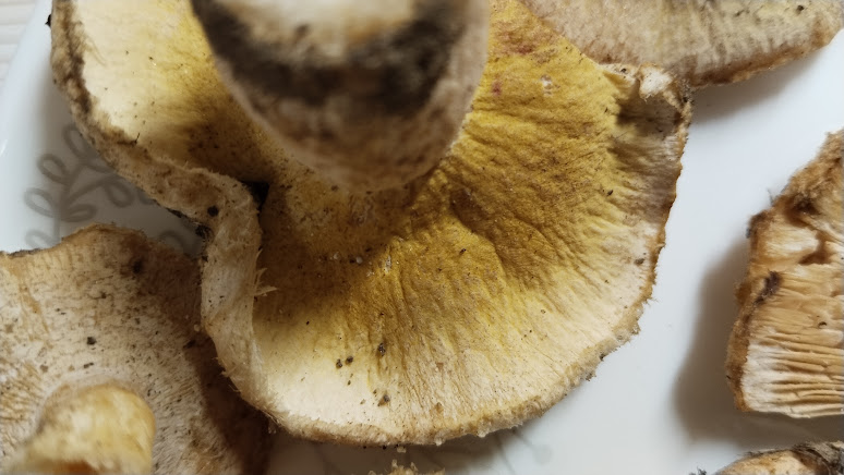 Гипомицес волнушковый Hypomyces torminosus
