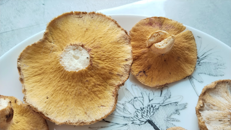 Гипомицес волнушковый Hypomyces torminosus
