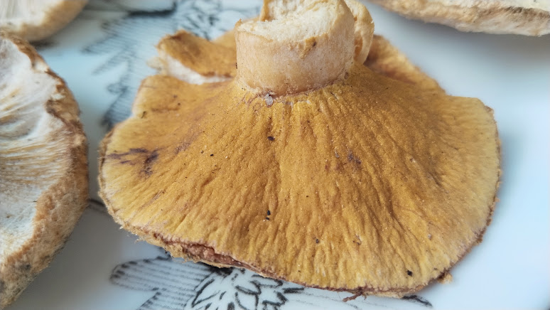 Гипомицес волнушковый Hypomyces torminosus