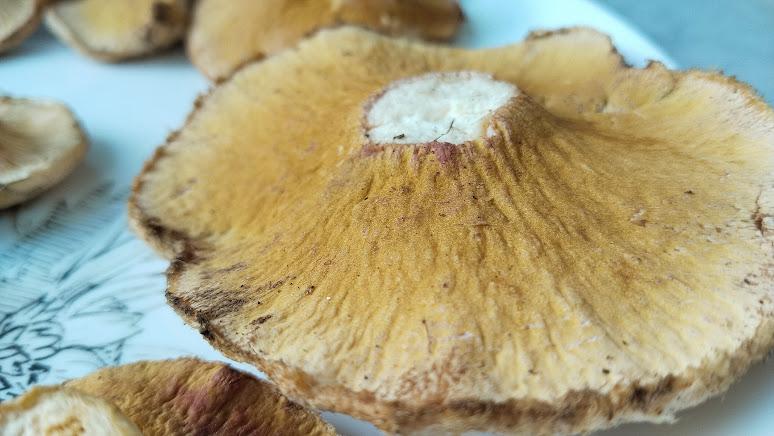 Гипомицес волнушковый Hypomyces torminosus
