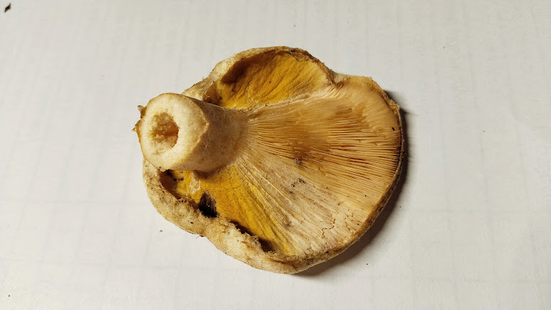 Гипомицес волнушковый Hypomyces torminosus