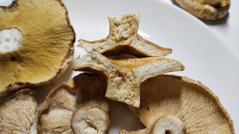 Гипомицес волнушковый Hypomyces torminosus