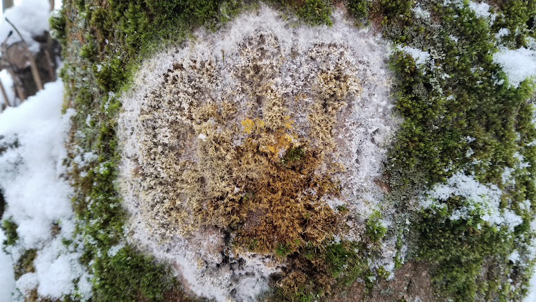 Ателия паутинистая Athelia arachnoidea