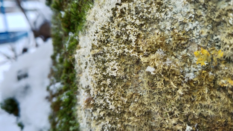 Ателия паутинистая Athelia arachnoidea