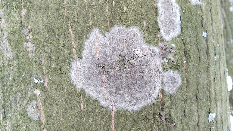 Ателия паутинистая Athelia arachnoidea