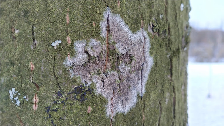 Ателия паутинистая Athelia arachnoidea