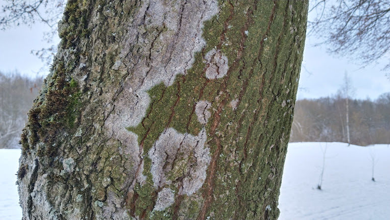 Ателия паутинистая Athelia arachnoidea
