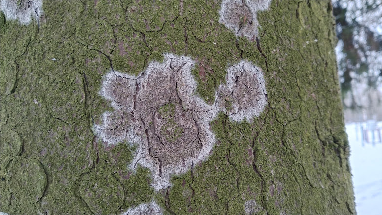 Ателия паутинистая Athelia arachnoidea