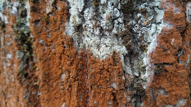 Ателия паутинистая Athelia arachnoidea