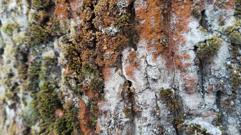 Ателия паутинистая Athelia arachnoidea