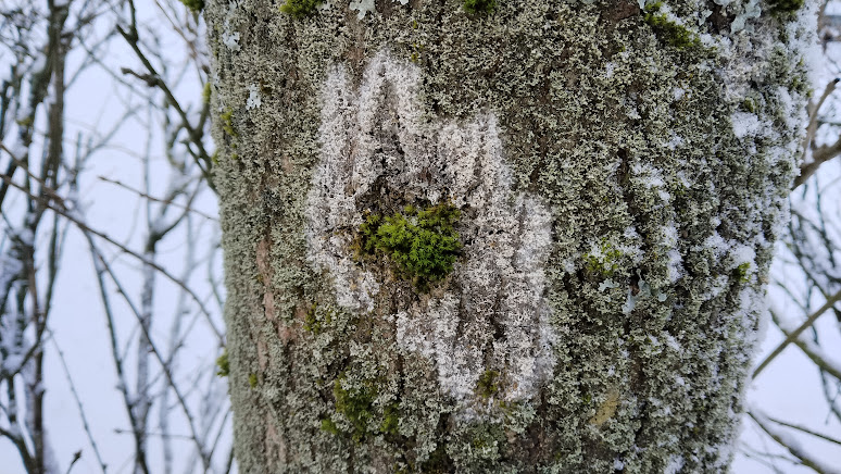 Ателия паутинистая Athelia arachnoidea